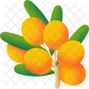 Baie Fruit Nourriture Icône