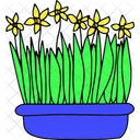 Narcissuses in pot  Icon