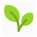 Nature Plant Leaf Icon