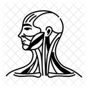 Neck Muscle Platysma Splenius Icon
