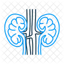 Nefrologia Rim Anatomia Ícone