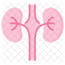 Nefrologia Organo Del Cuerpo Rinon Icono