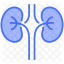 Nefrologia Organo Del Cuerpo Rinon Icono