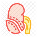Nephrectomy Urology Nephrology Icon