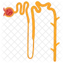 Nephron  Icon