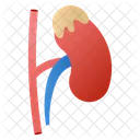 Nephron  Symbol