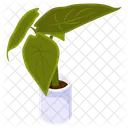 Nephthytis  Icon