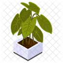 Nephthytis  Icon