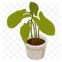 Nephthytis Plant  Icon
