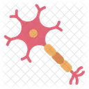 Nerve Cell Cell Education Icon