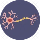 Human Anatomy Nerves Neuron Icon