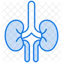 Niere  Symbol