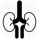 Niere  Symbol