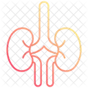 Niere  Symbol