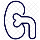 Niere Medizin Organe Symbol