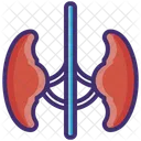 Niere Medizin Organ Symbol