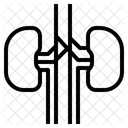 Niere Medizin Gesundheit Symbol