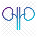 Niere Organ Anatomie Symbol