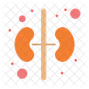 Niere  Symbol
