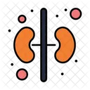 Niere  Symbol