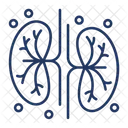 Niere  Symbol