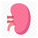 Niere Urologie Organ Symbol