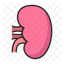 Niere Urologie Organ Symbol