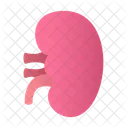 Niere  Symbol