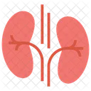 Niere Organ Anatomie Symbol