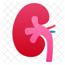 Niere Mensch Organ Symbol