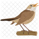 Nightingale Wildlife Bird Icon