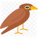 Nightingale Animal Bird Icon