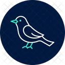 Nightingale Bird Singing Icon