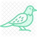 ヨタカ、鳥、夜行性 アイコン