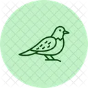ヨタカ、鳥、夜行性 アイコン