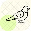 ヨタカ、鳥、夜行性 アイコン