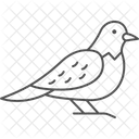 Nightjar Bird Nocturnal Icon