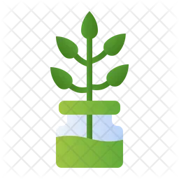 Norfolk island pine  Icon