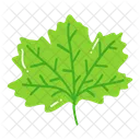 Leaf Ash Leaf Beech Leaf Icon