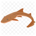 Nurse Shark Reef Shark Shark Species Icon