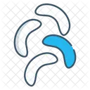 Nuts Icon