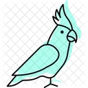 Nymphensittich Haustier Vogel Symbol