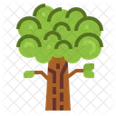 Oak  Icon