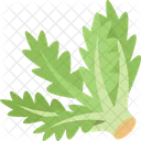 Oak Leaf Salad Icon