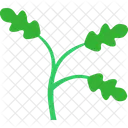 Oak Tree Plant Icon