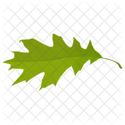 Oak Leaf Icon