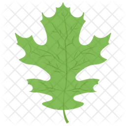 Oak Leaf  Icon