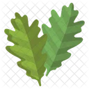 Oak Leaf  Icon