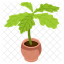 Oak Leaves  Icon