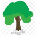Oak Tree  Icon
